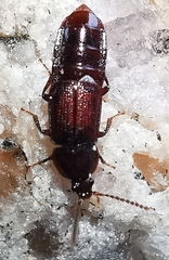 Acidota crenata