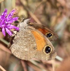 Stygionympha wichgrafi wichgrafi