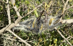 Bombycomorpha bifascia
