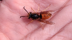 Vespula structor