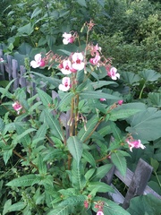 Impatiens glandulifera