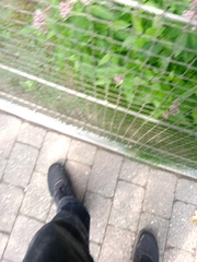 Eupatorium cannabinum