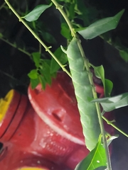 Psilogramma menephron