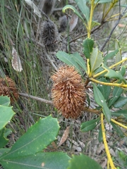 Banksia paludosa