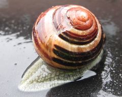 Cepaea nemoralis