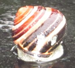 Cepaea nemoralis