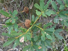 Banksia paludosa