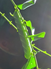 Psilogramma menephron