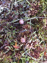 Vaccinium microcarpum