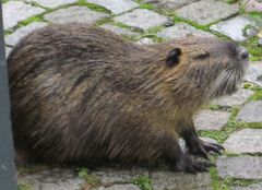 Myocastor coypus