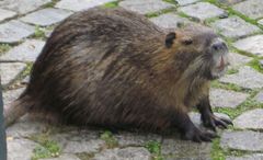 Myocastor coypus