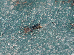 Camponotus mus