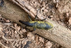 Gasteroclisus