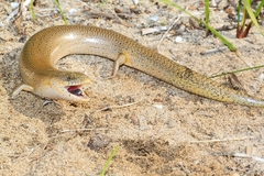 Cyclodomorphus celatus
