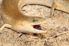 Cyclodomorphus celatus