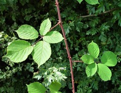 Rubus robiae