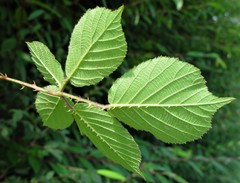Rubus robiae