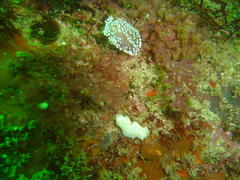 Cadlina