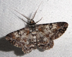 Cleora alienaria
