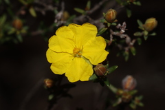 Hibbertia devitata