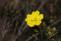 Hibbertia devitata
