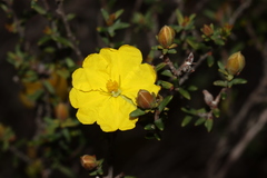 Hibbertia devitata