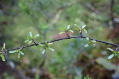 Coprosma cuneata