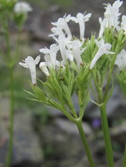 Valeriana alpestris