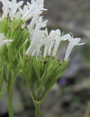 Valeriana alpestris