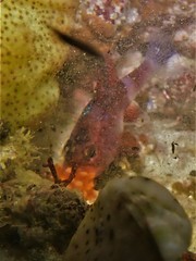 Vincentia badia