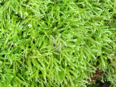 Eurhynchium angustirete