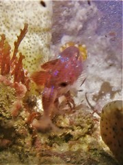 Vincentia badia