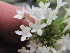 Valeriana alpestris
