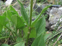 Valeriana alpestris