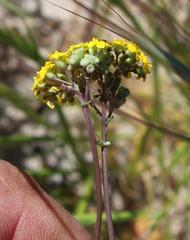 Gymnodiscus capillaris