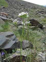 Valeriana alpestris