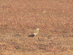 Anthus campestris