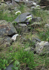 Valeriana alpestris