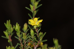 Hibbertia devitata