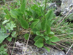 Valeriana alpestris