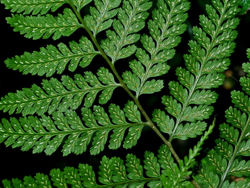 Athyrium silvicola iNat (1)