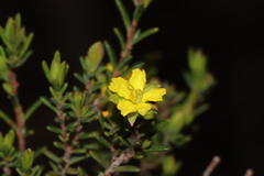 Hibbertia devitata