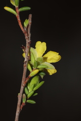 Hibbertia devitata