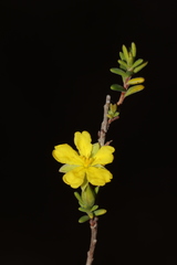 Hibbertia devitata