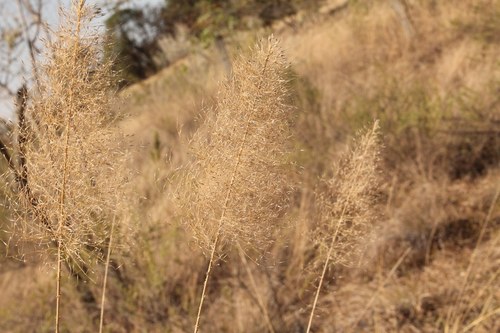 Muhlenbergia stricta