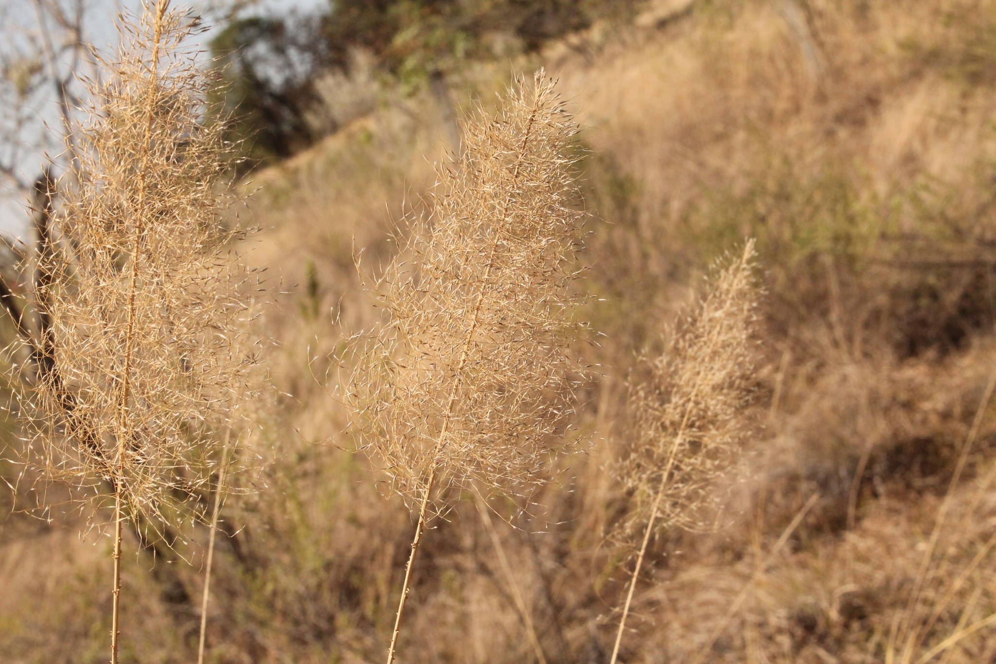 Muhlenbergia stricta