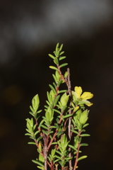 Hibbertia devitata