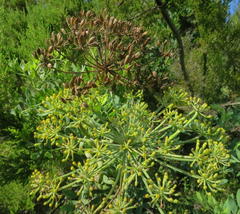 Notobubon laevigatum