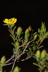 Hibbertia devitata