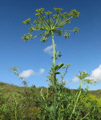 Notobubon laevigatum